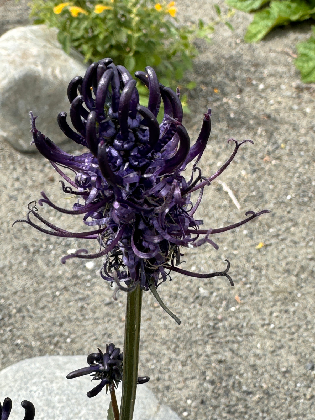 Phyteuma sp.