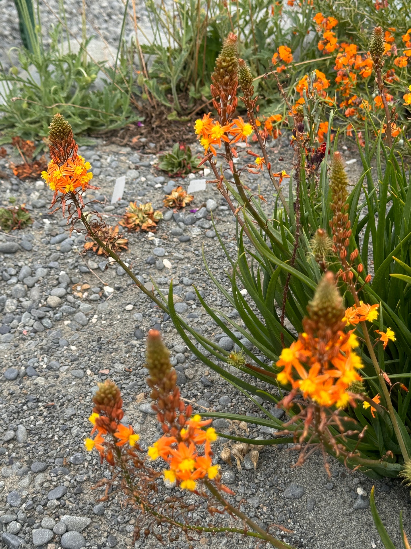 Bulbine frutescens