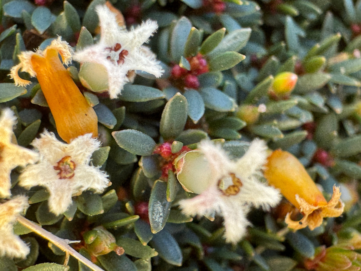 Pentachondra pumila