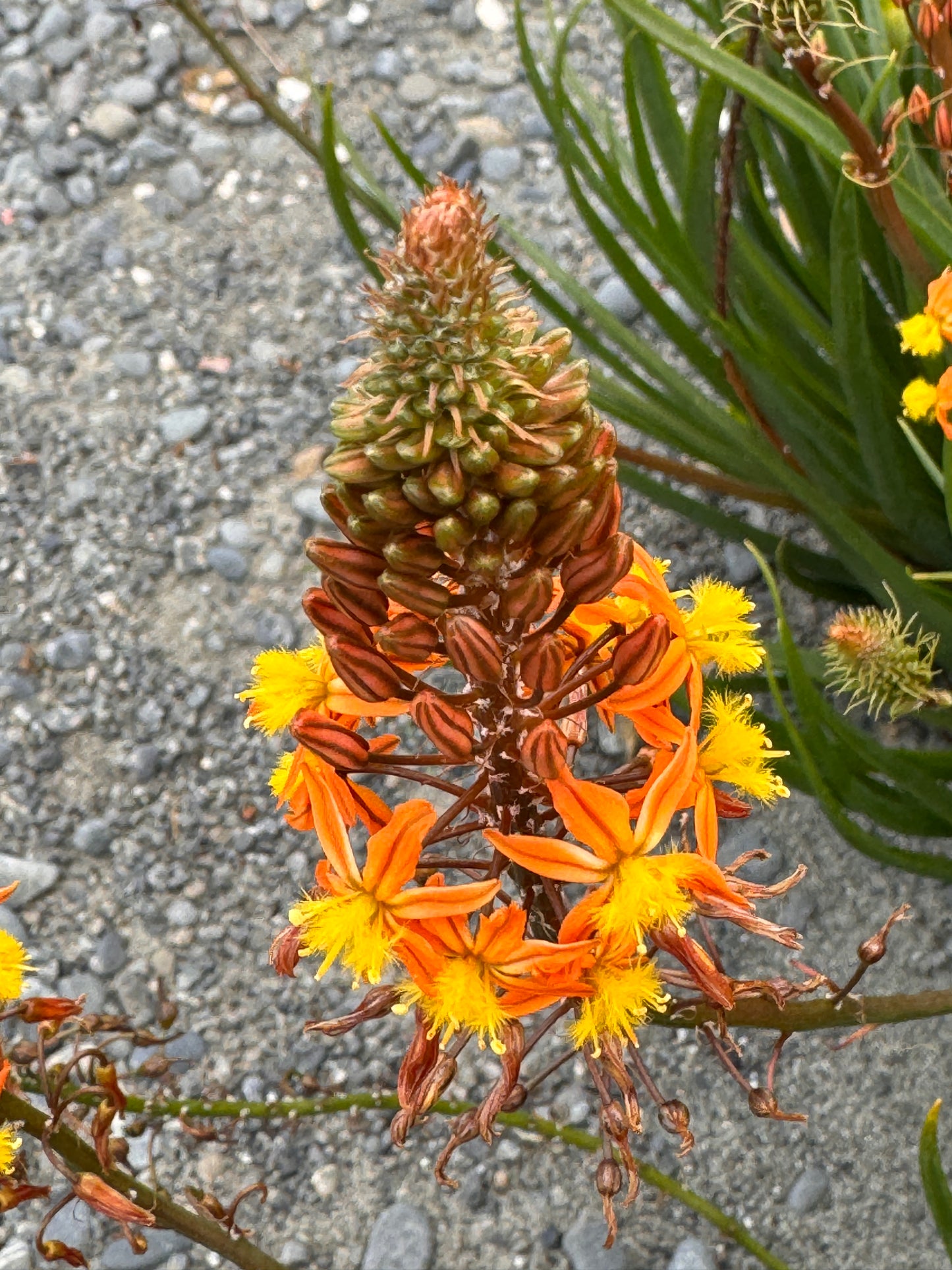 Bulbine frutescens