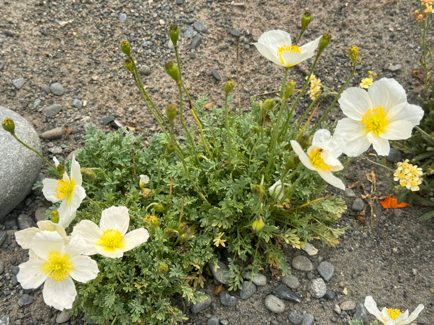 Papaver alpina