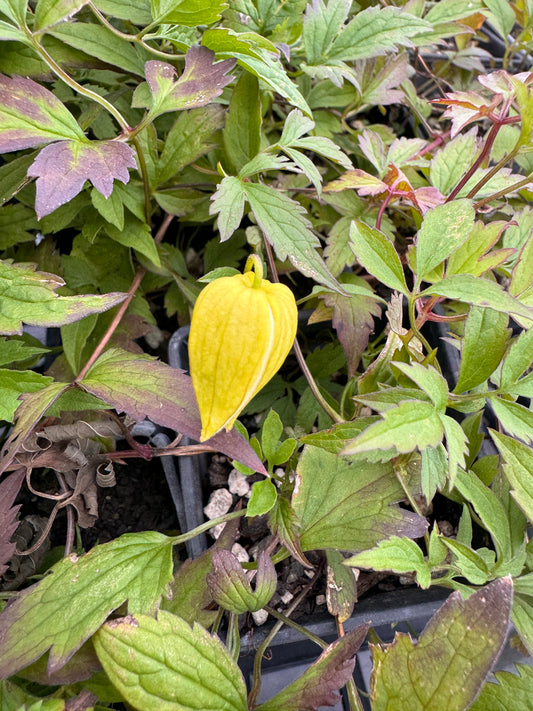 Clematis tangutica syn. C. orientalis var. tangutica