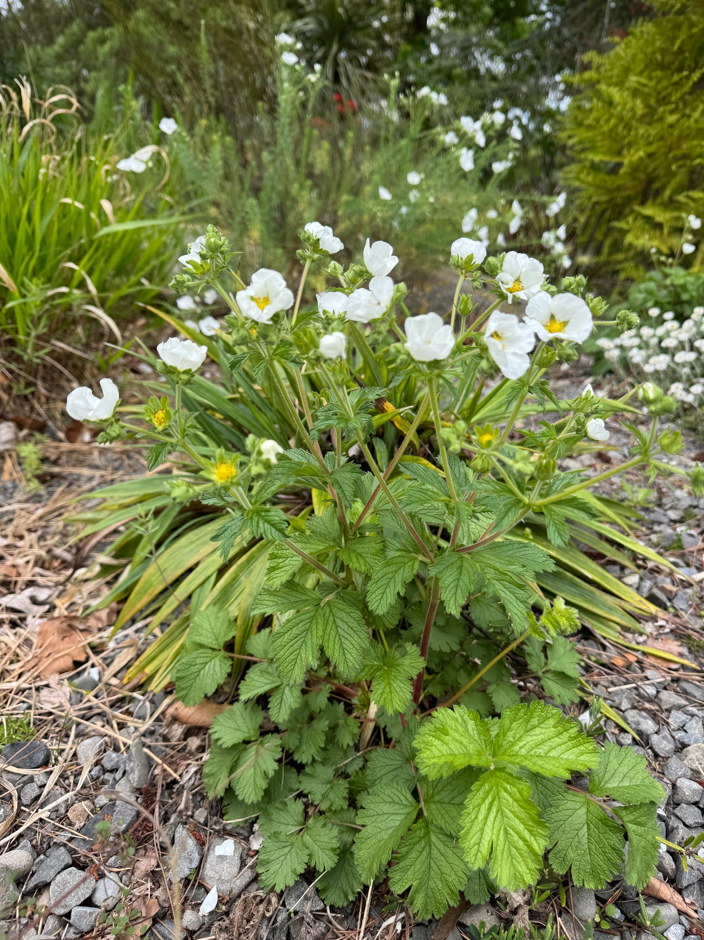 Potentilla rupestris