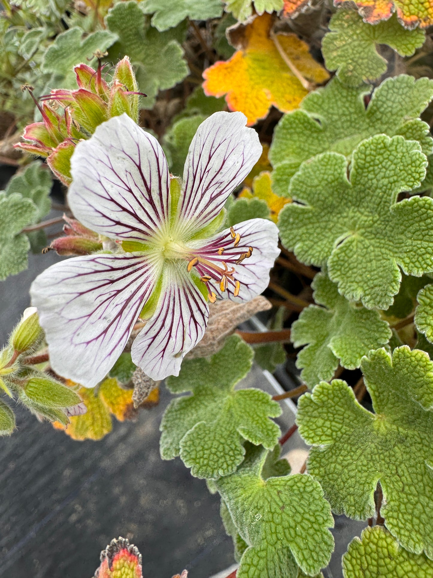 Geranium renardii