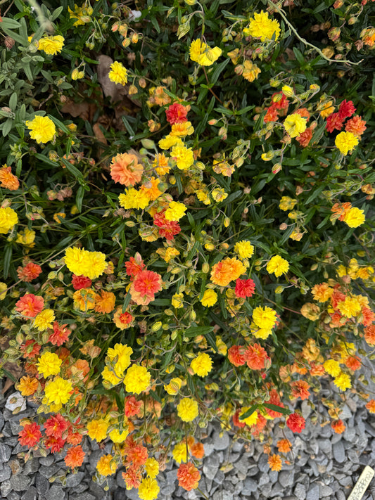 Helianthemum 'Jubilee'