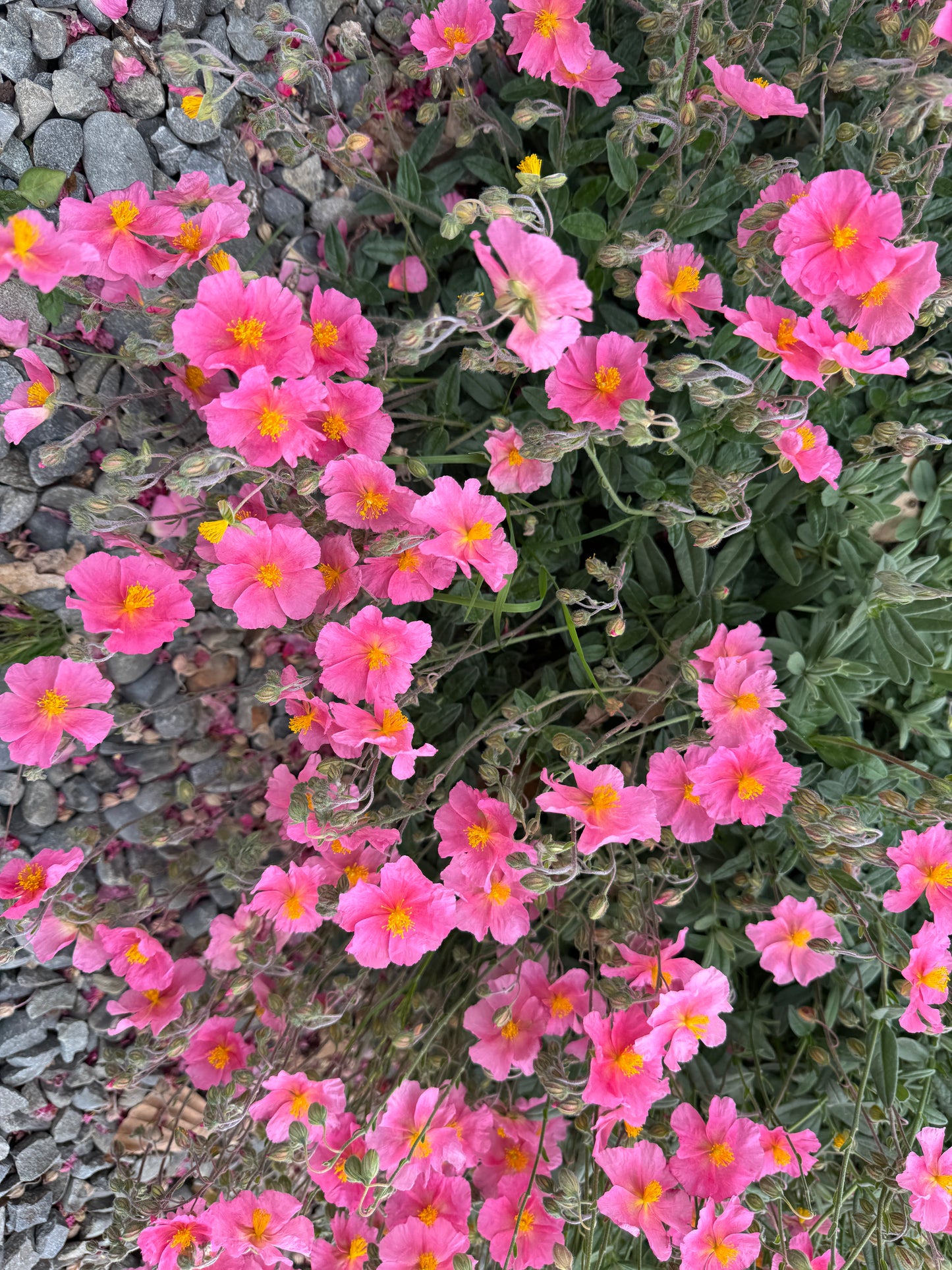 Helianthemum 'Pink Beauty'