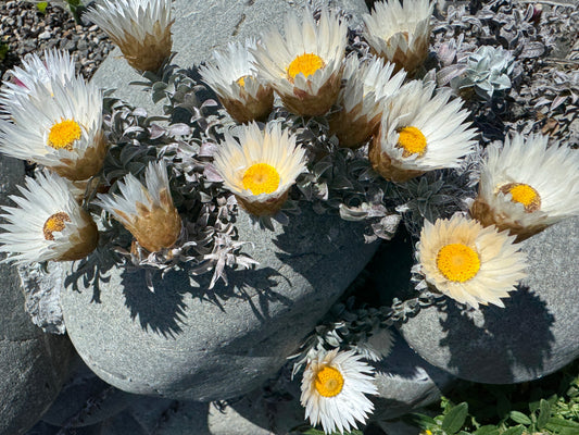 Helichrysum retortum