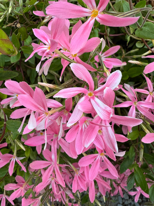 Phlox adsurgens 'Wagon Wheel'