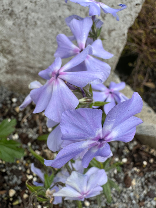 Phlox divaricata subsp. laphamii 'Chattahoochee’