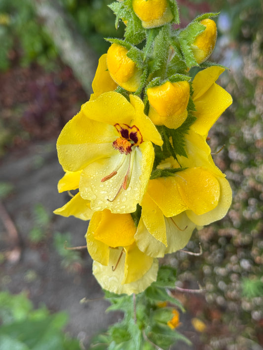 Verbascum creticum 'Cotswold King'