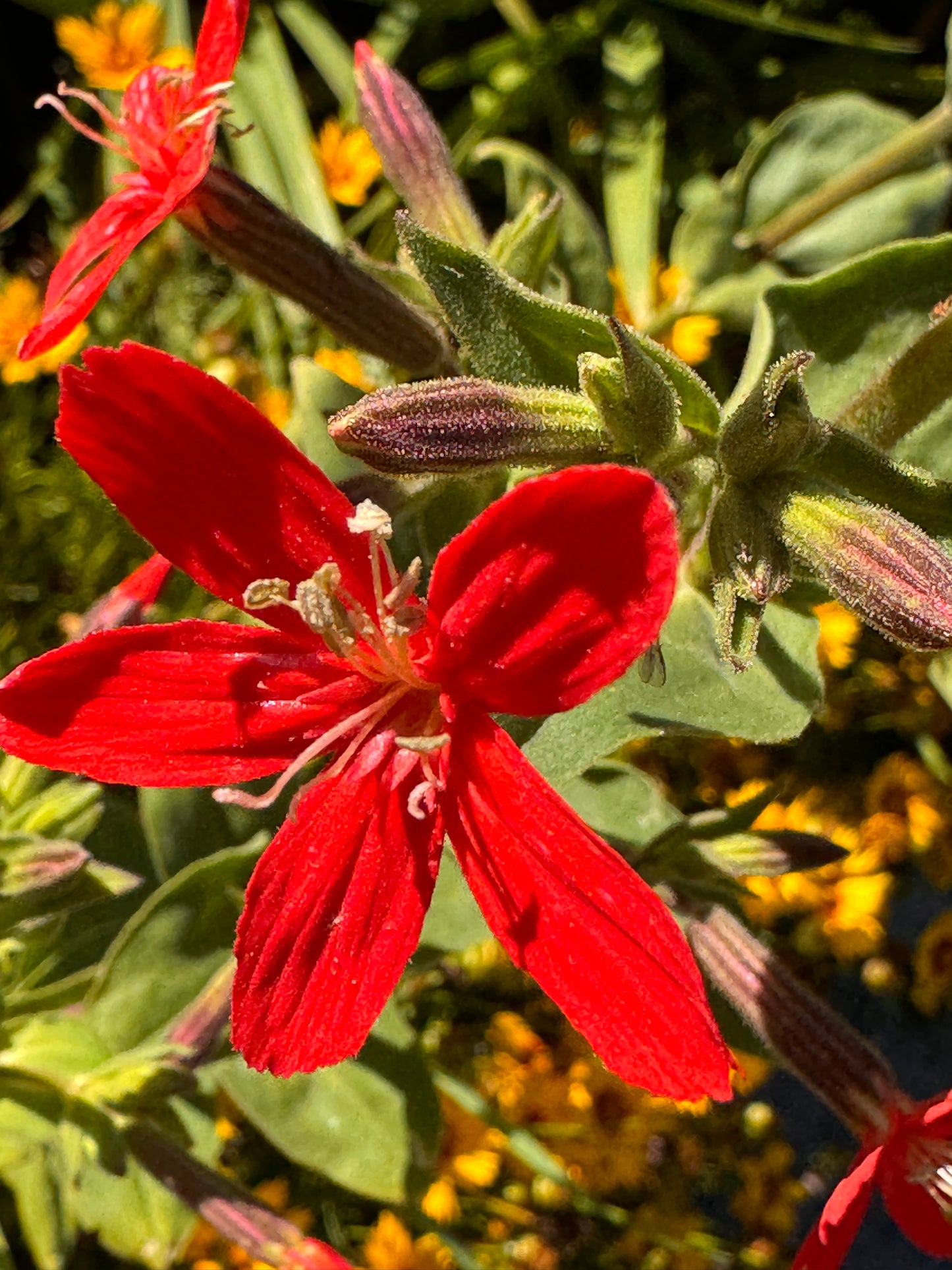Silene regia