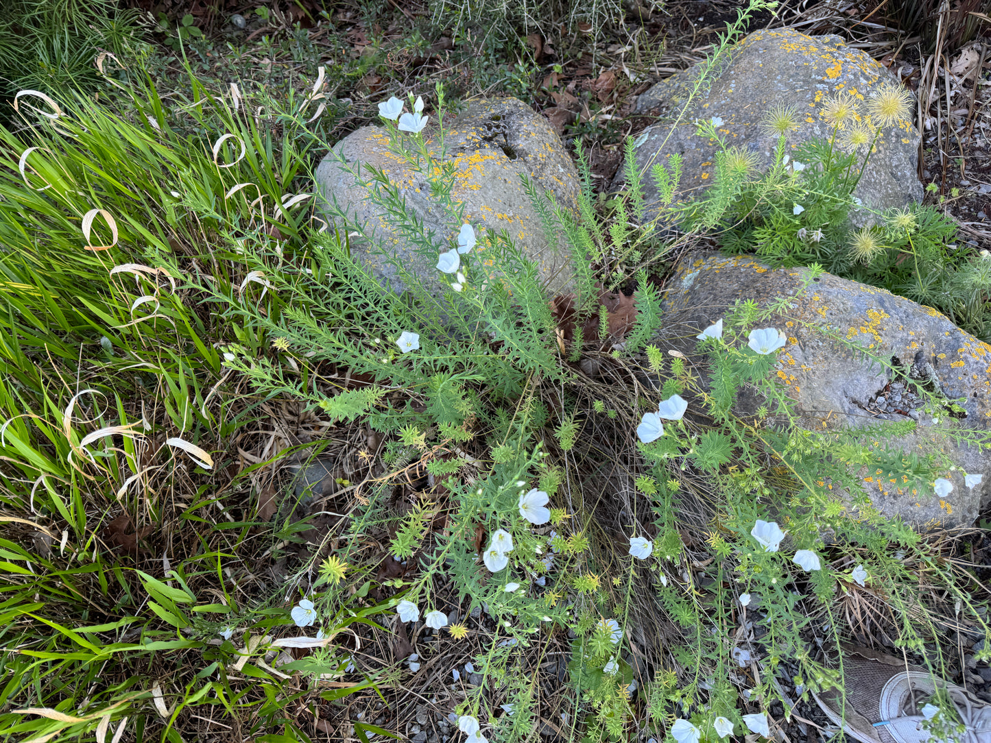 Linum monogynum var monogynum