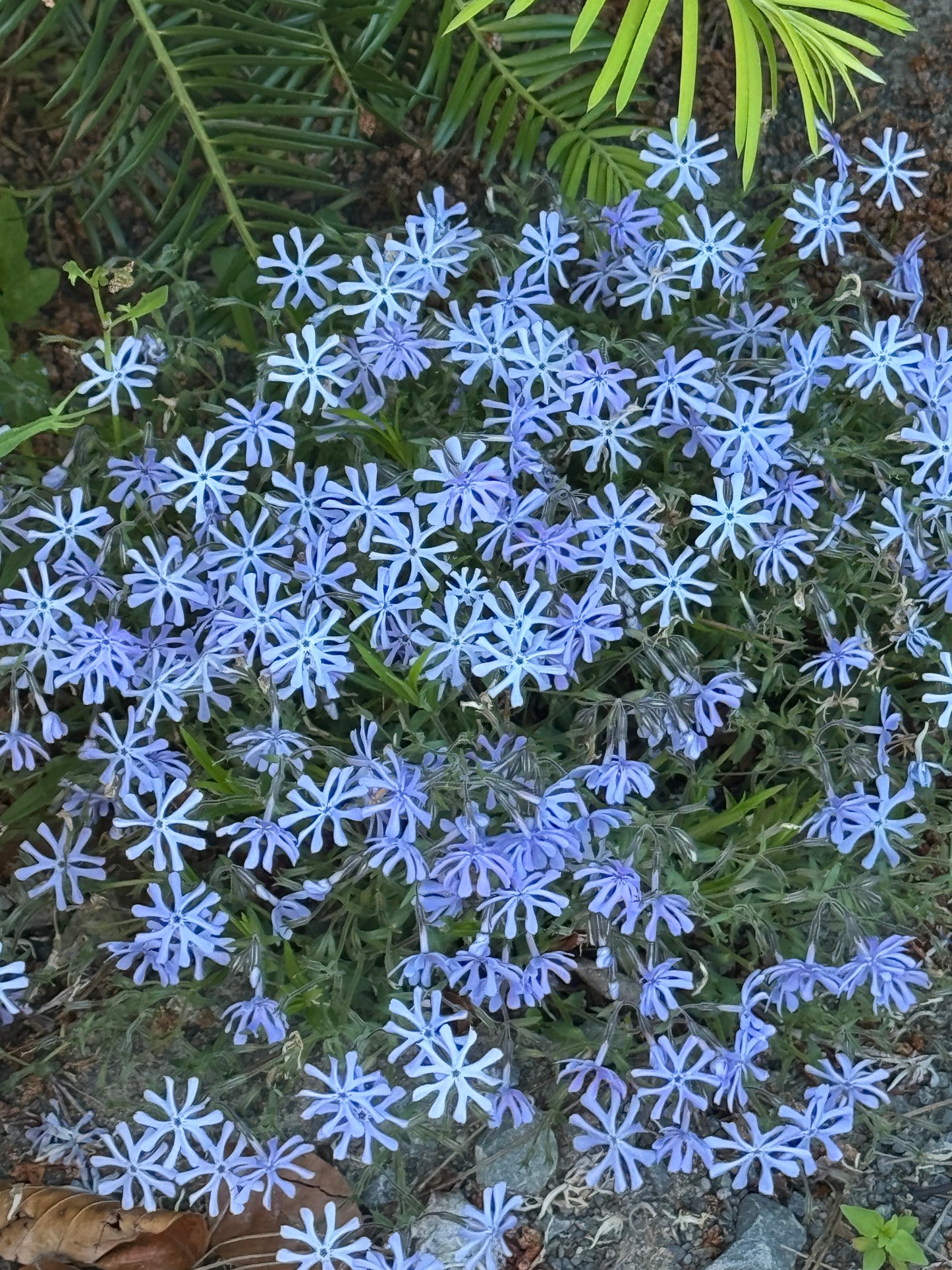 Phlox bifida