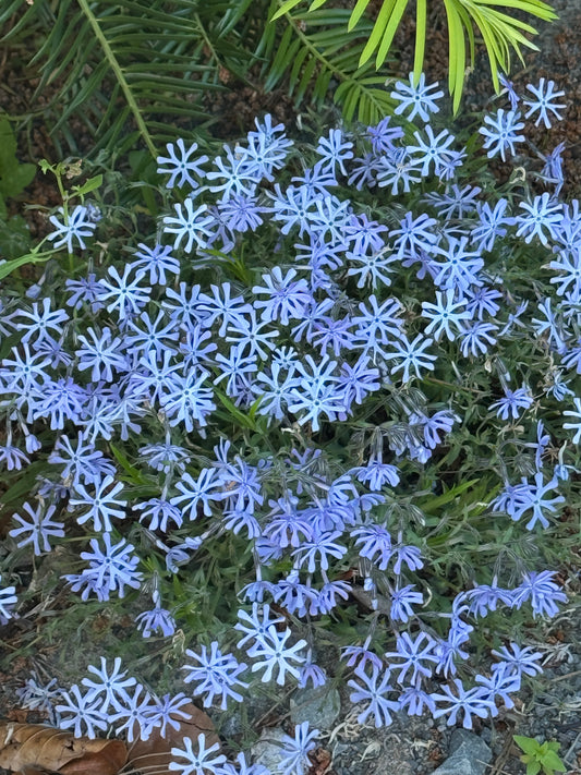 Phlox bifida