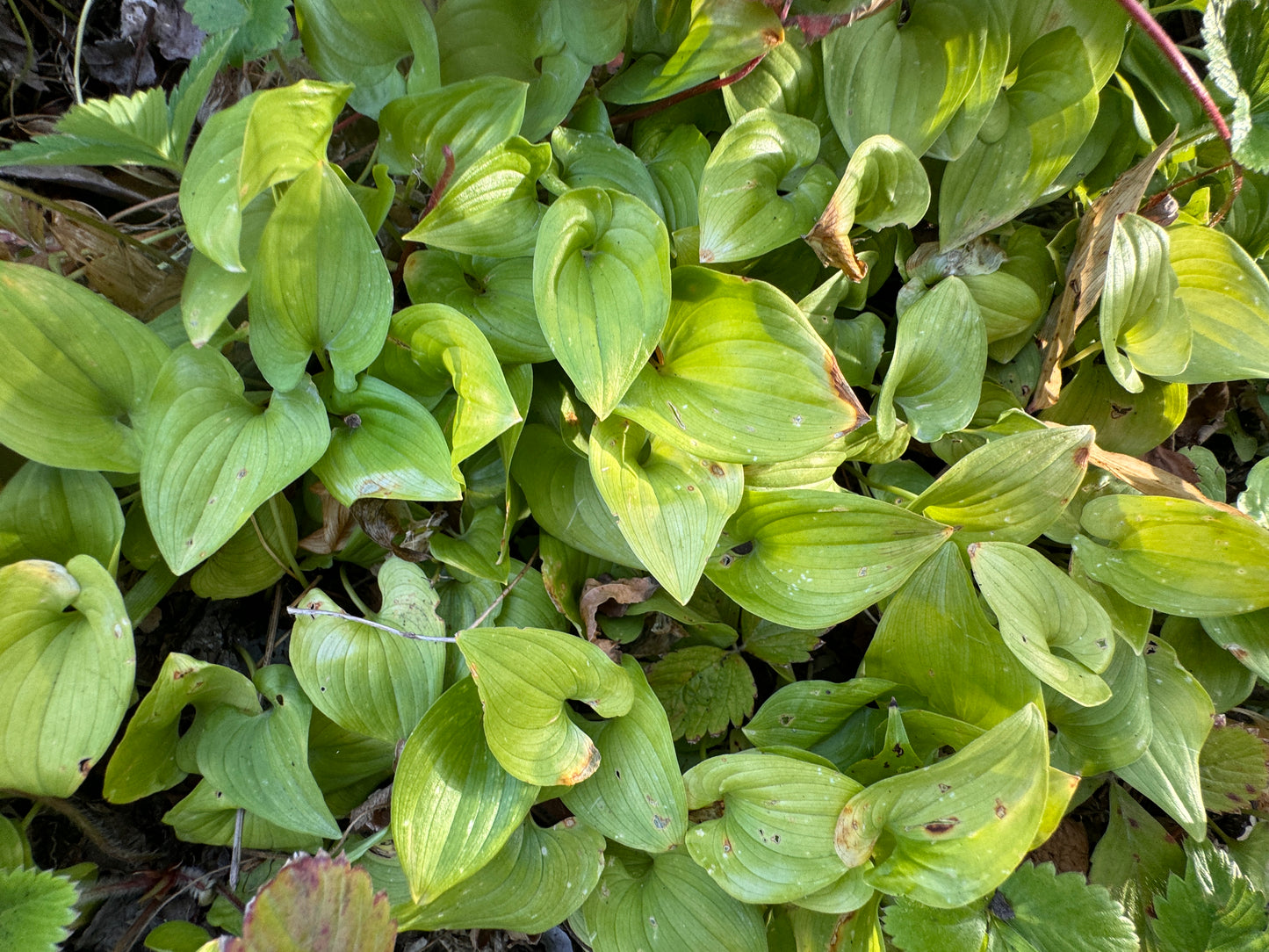 Maianthemum dilatatum