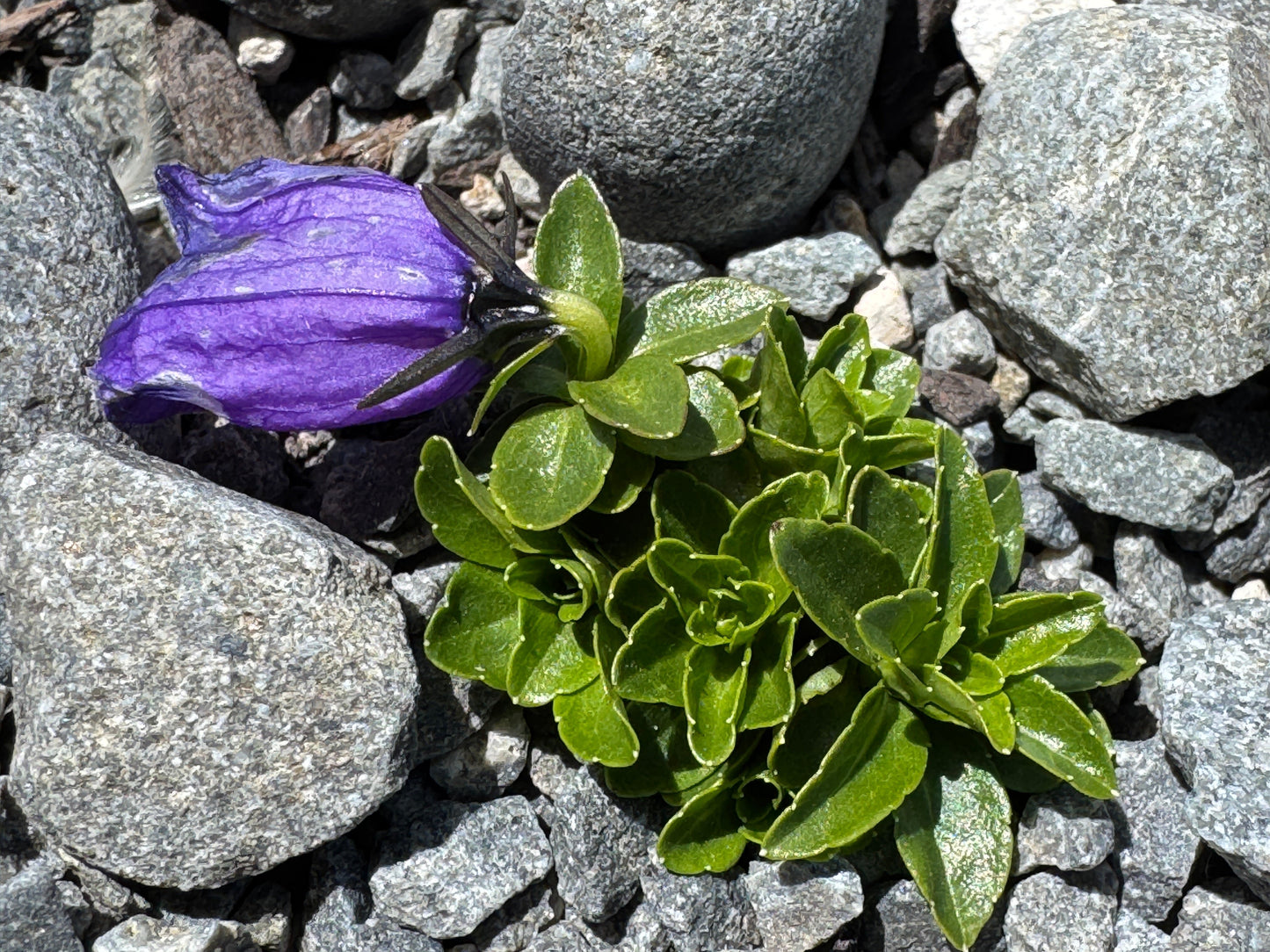 Campanula pulla