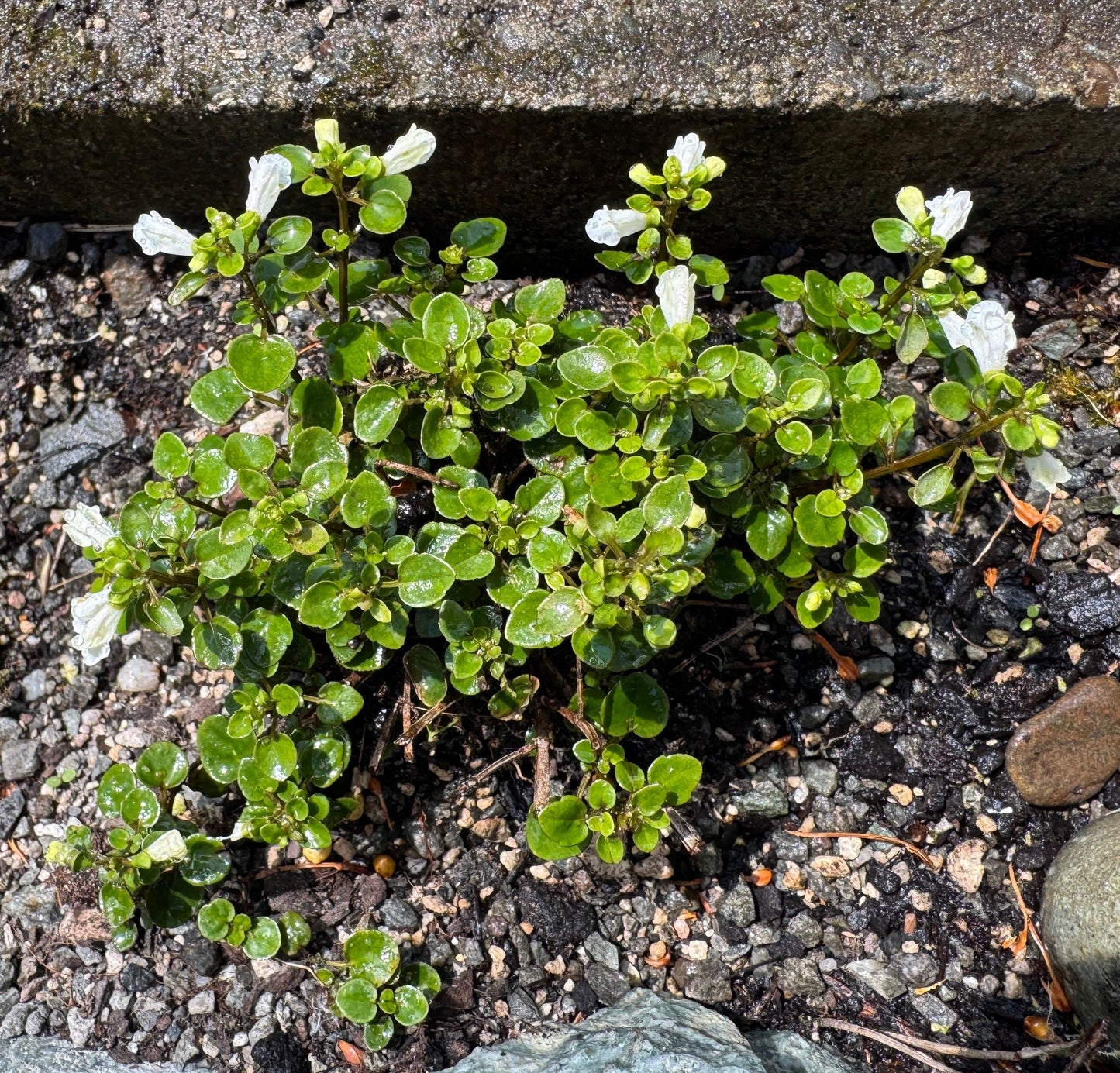 Scutellaria novae-zelandiae