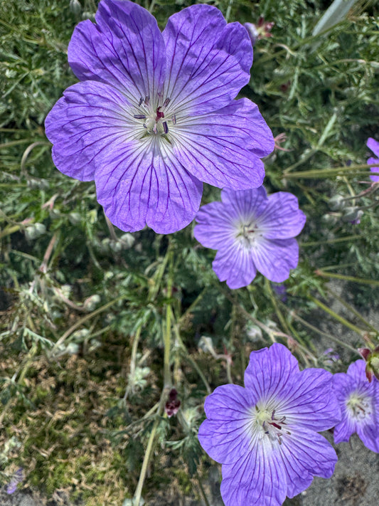 Geranium harveyii