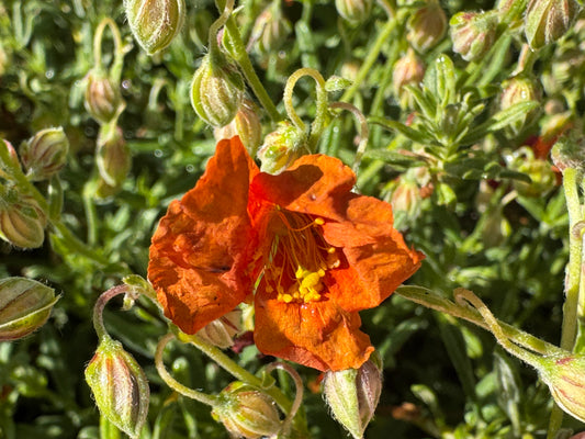 Helianthemum 'Ben Affleck'