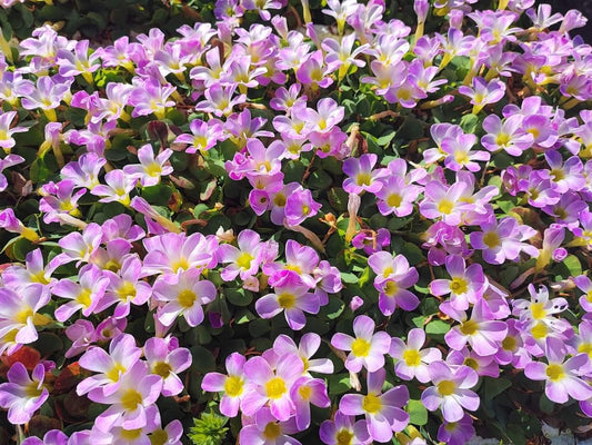 Oxalis purpurea