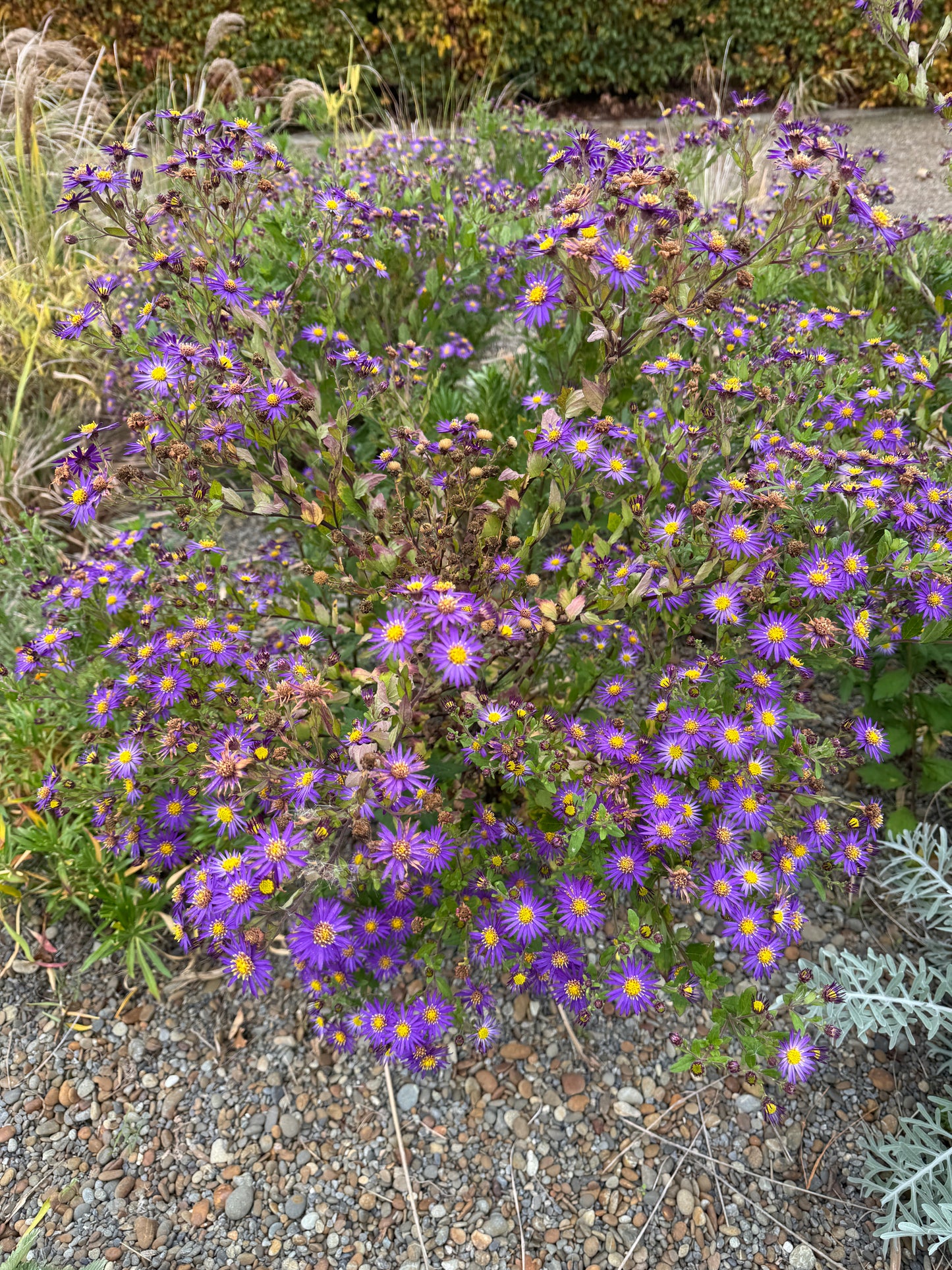 Aster ageratoides syn. Aster trinervus