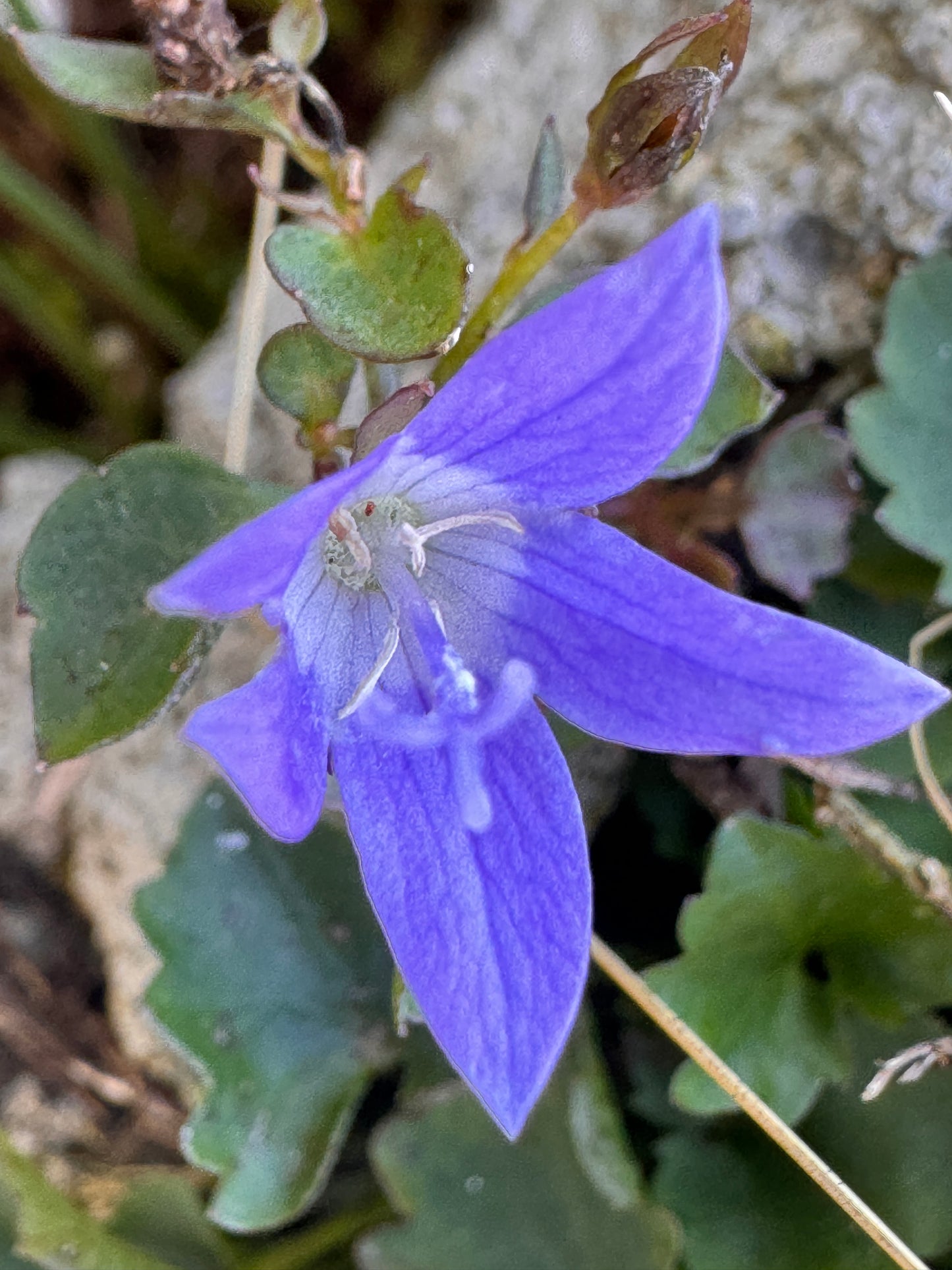 Campanula rotundifolia