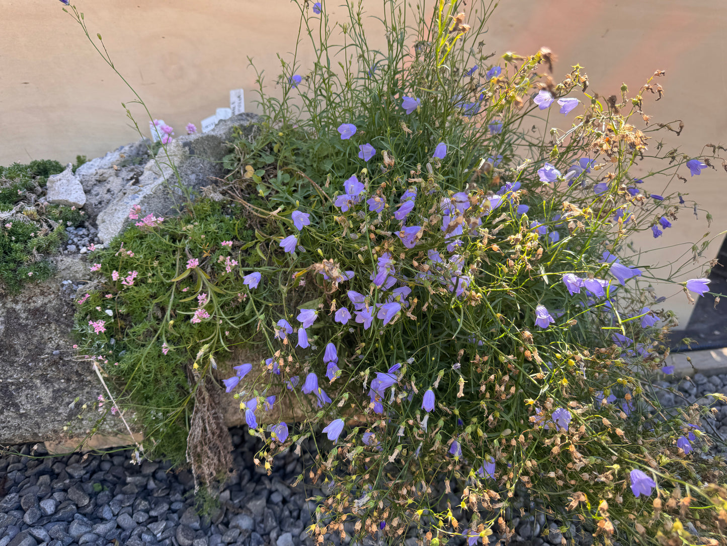 Campanula rotundifolia