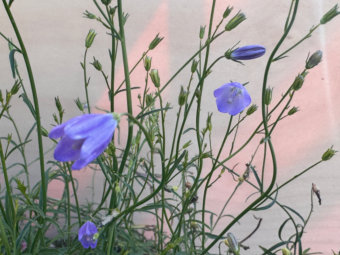 Campanula rotundifolia