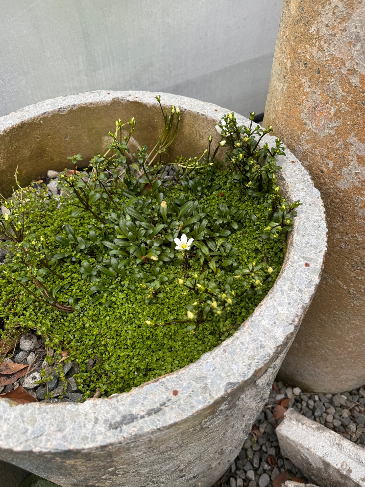 Gentianella bellidifolia