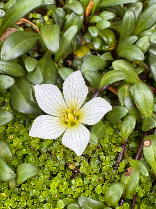 Gentianella bellidifolia