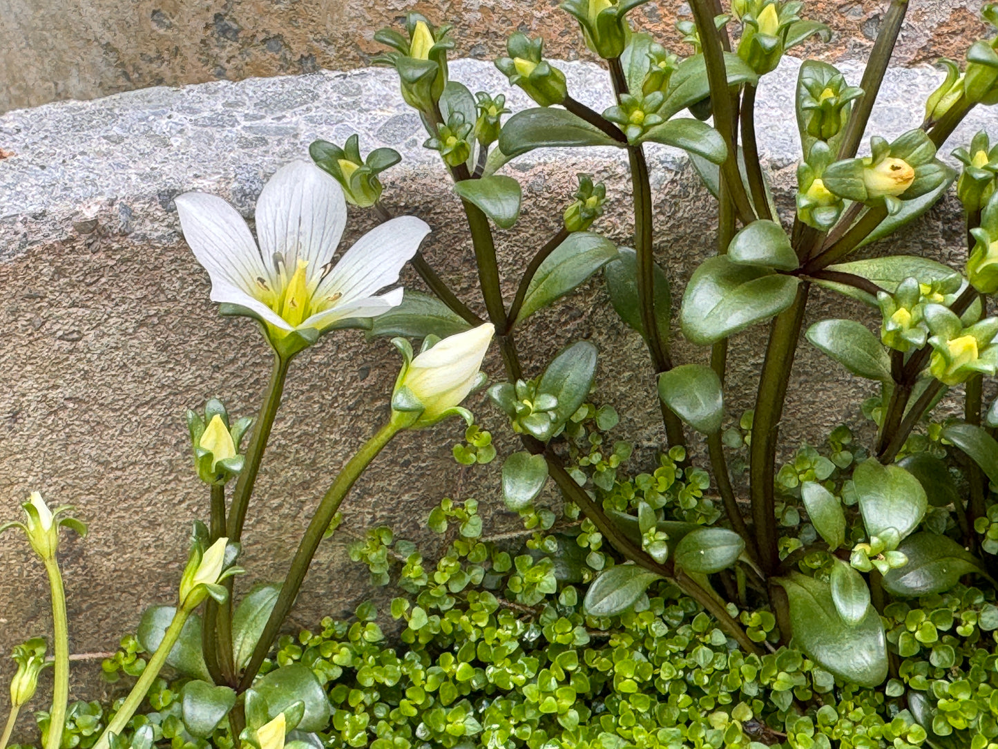 Gentianella bellidifolia