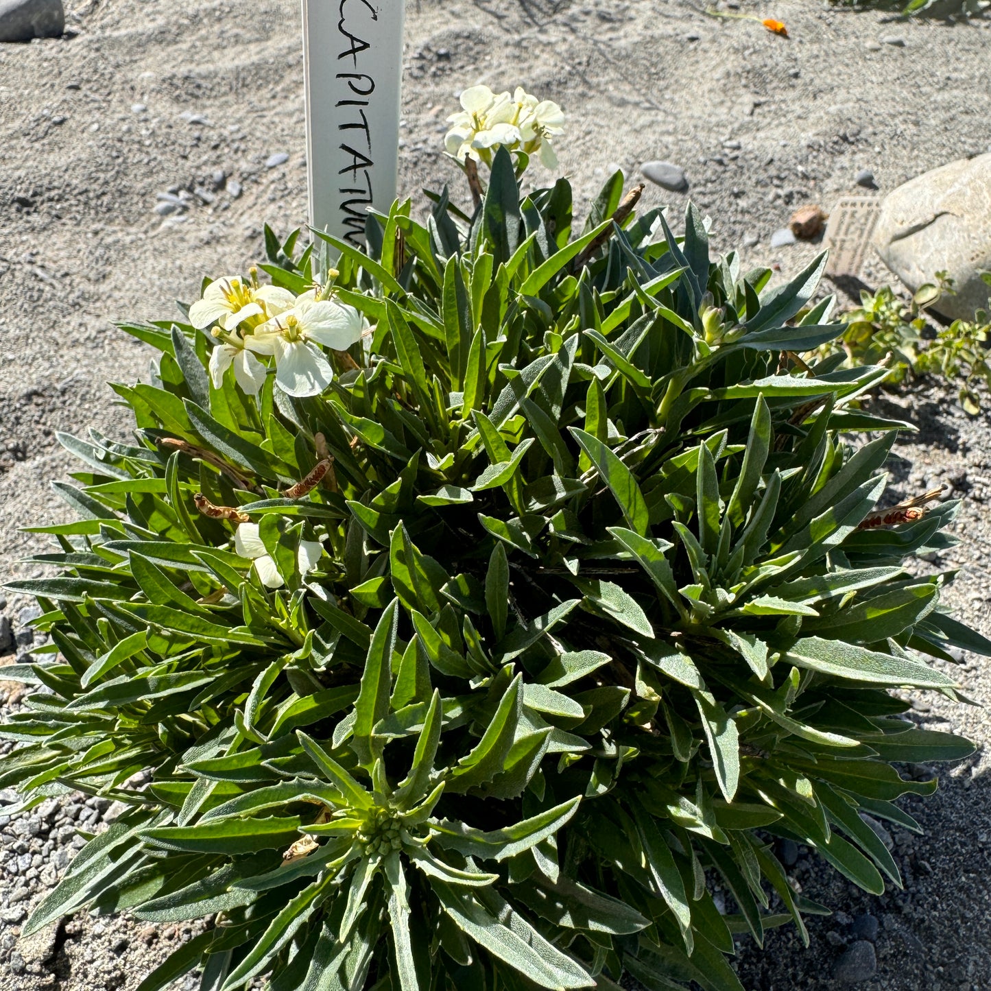 Erysimum capitatum "Moonlight'