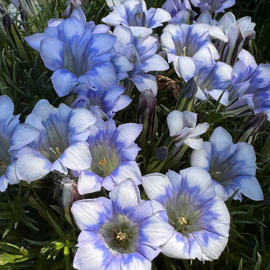 Gentiana asiatic white striped