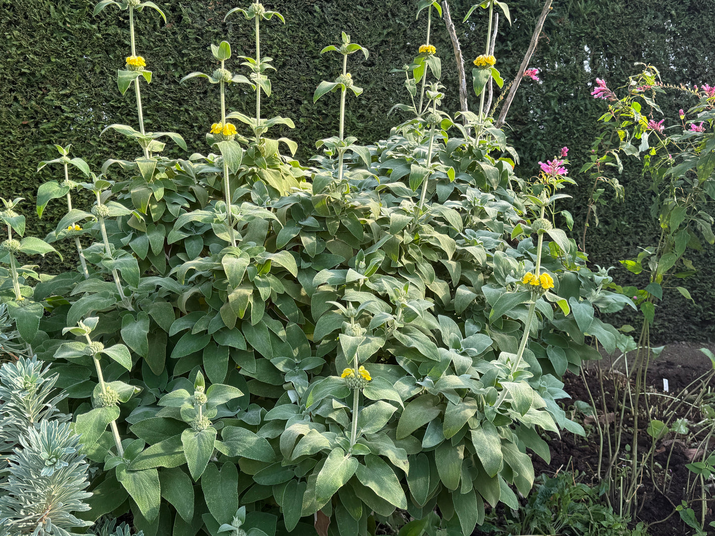 Phlomis fruticosa