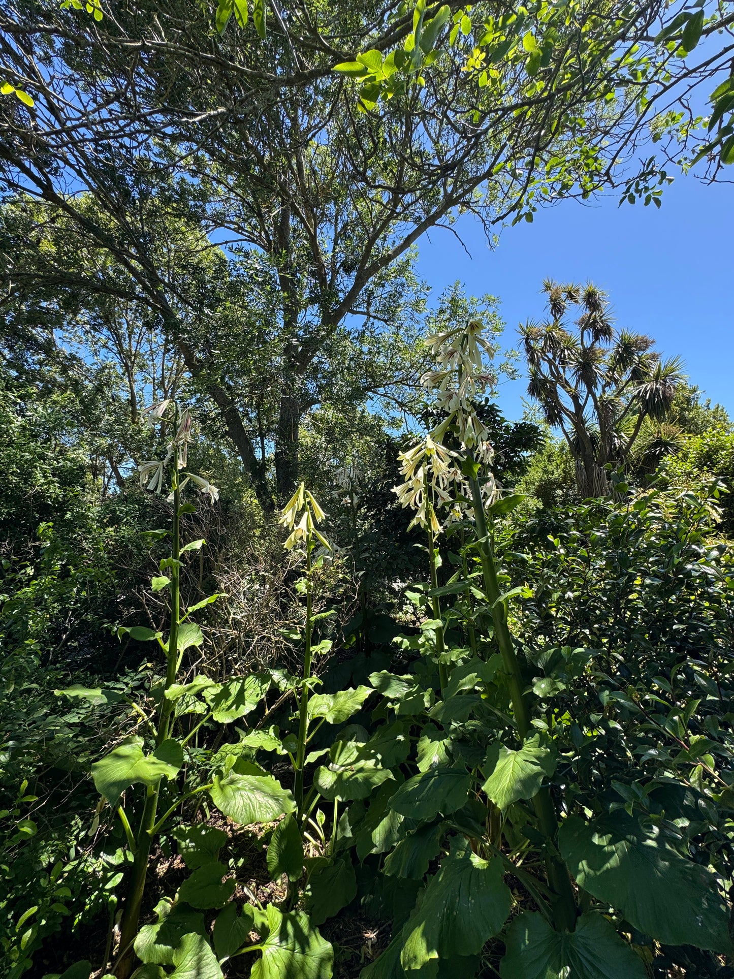 Cardiocrinum giganteum