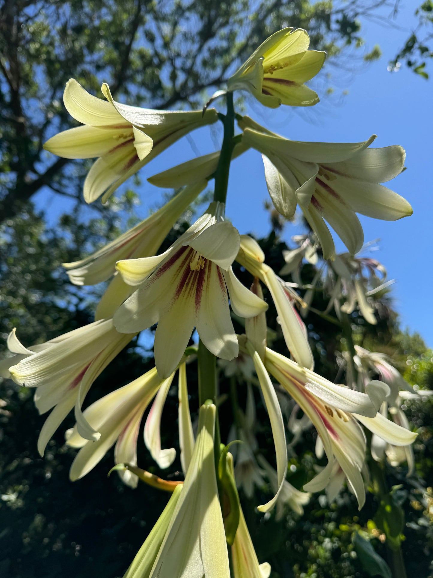 Cardiocrinum giganteum