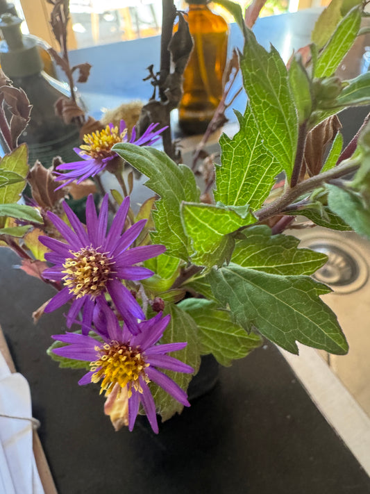 Aster ageratoides syn. Aster trinervus