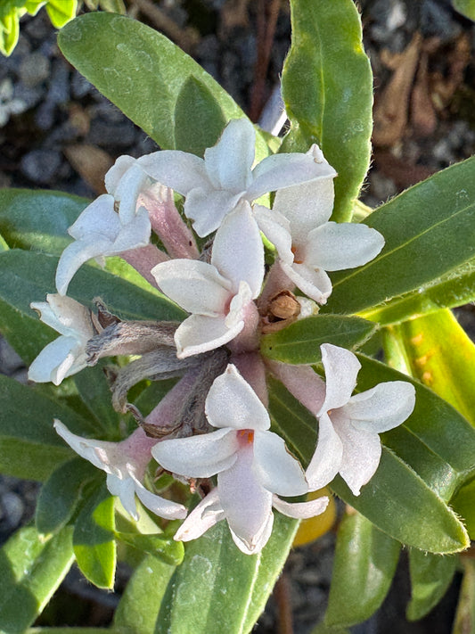 Daphne cneorum