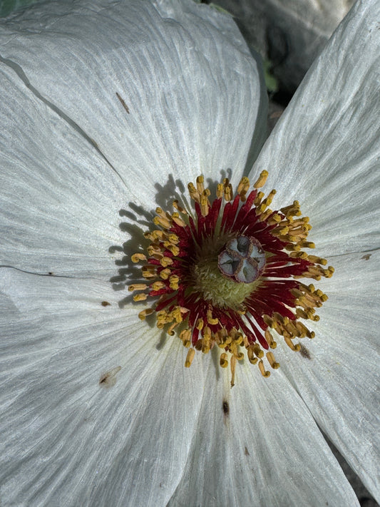 Argemone grandiflora