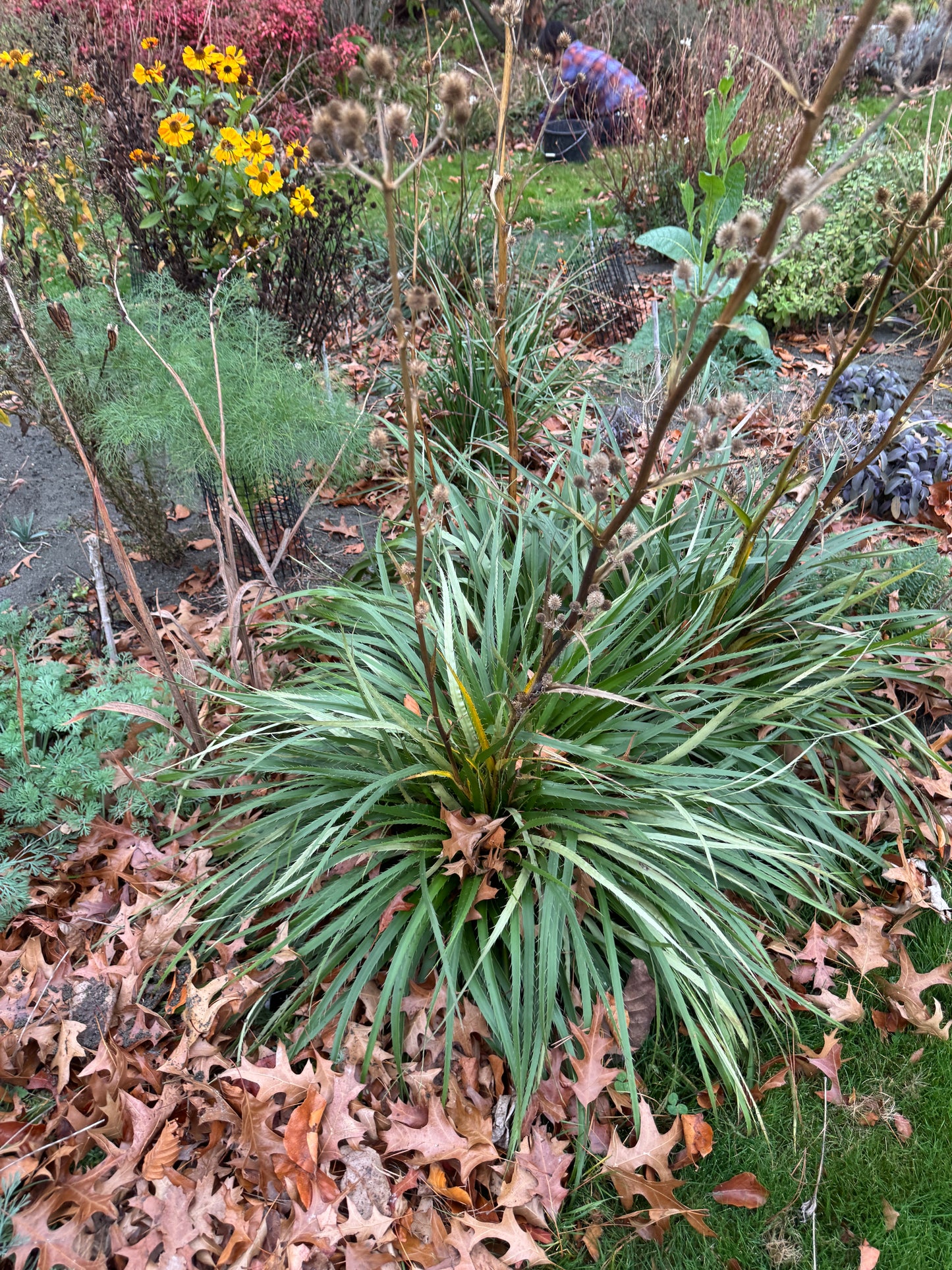 Eryngium  yuccifolium