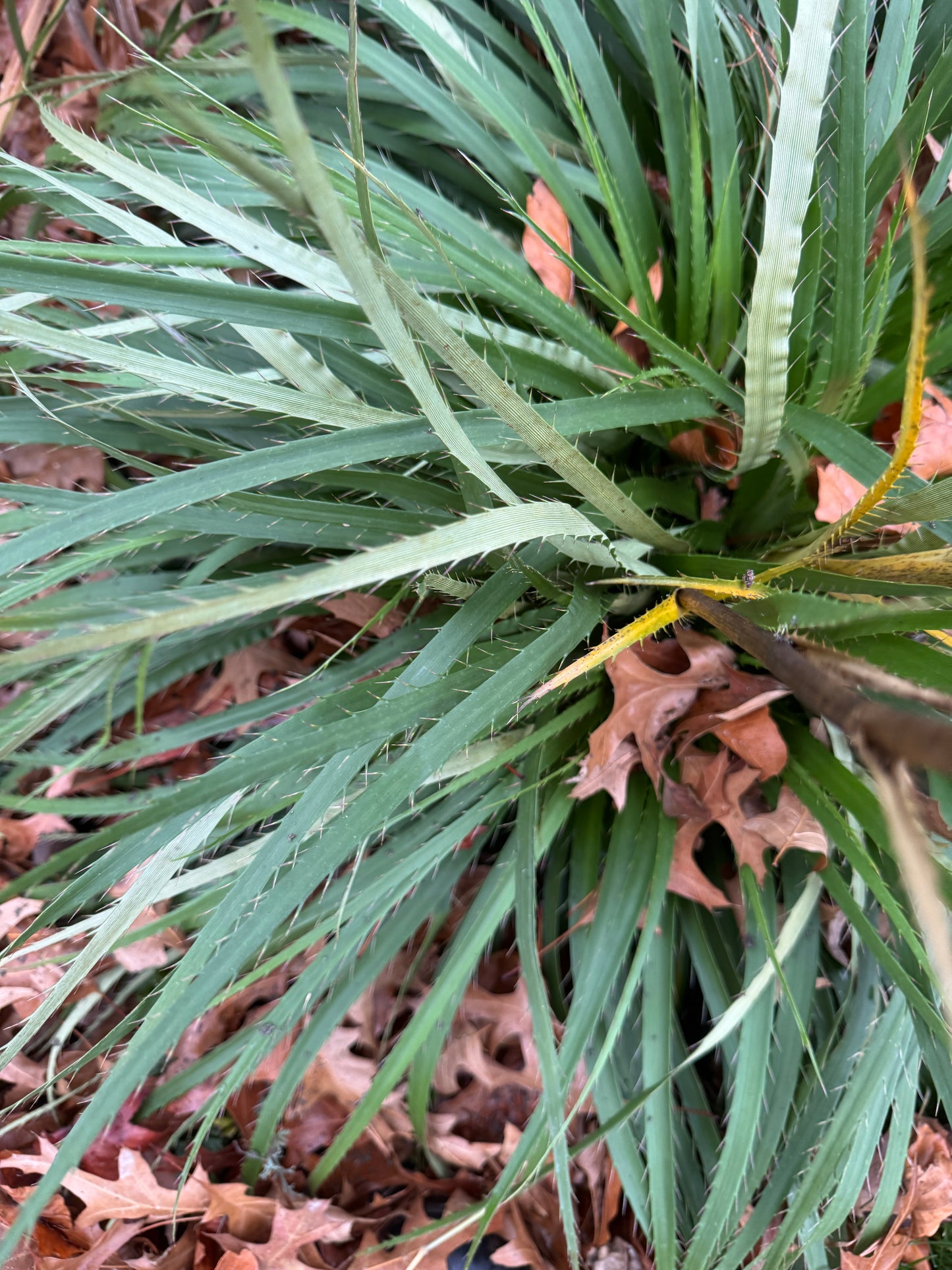 Eryngium  yuccifolium