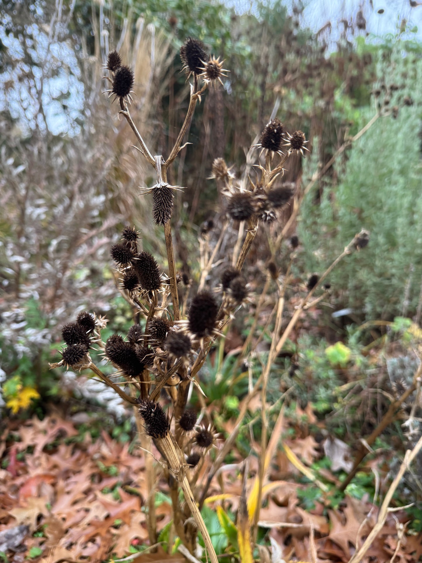Eryngium agavifolium