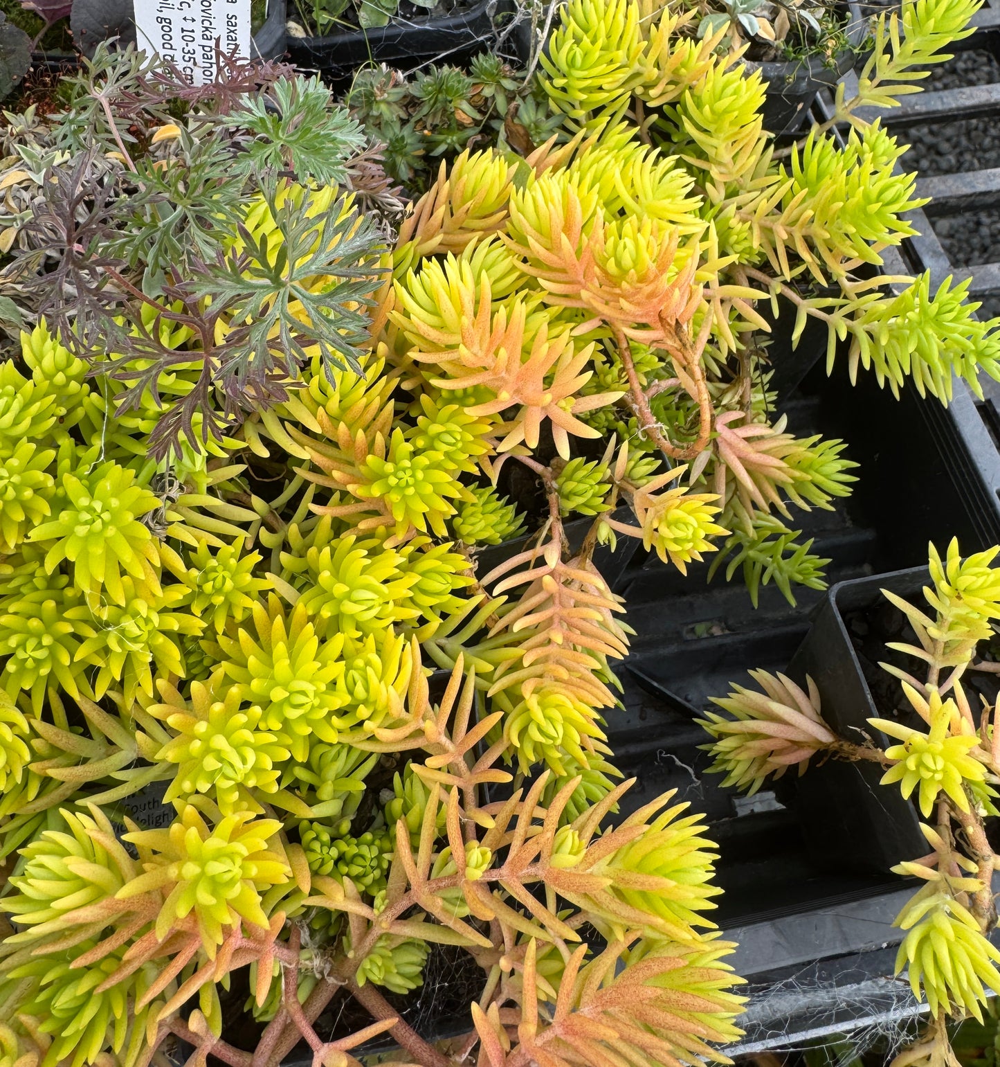 Sedum rupestre syn. Petrosedum rupestre