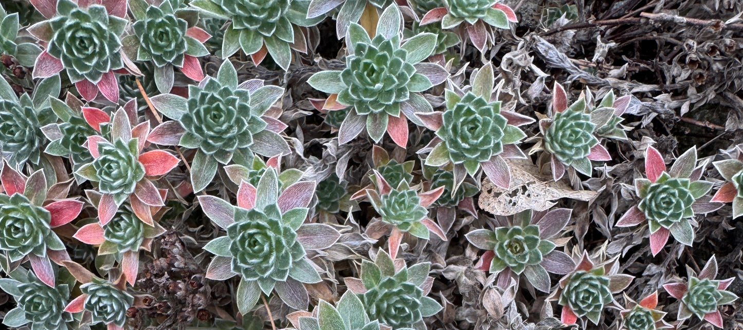 Androsace lanuginosa leichtlinii