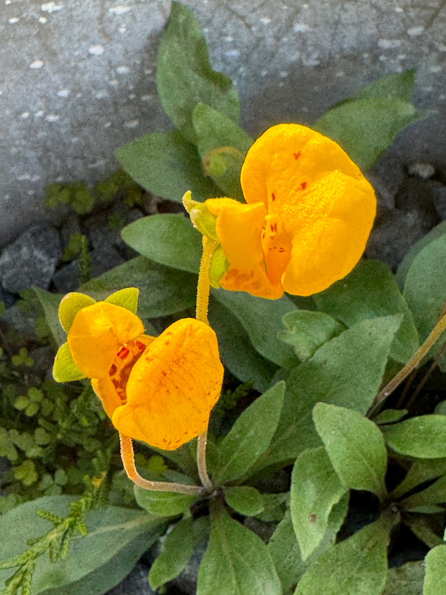 Calceolaria 'Adele'