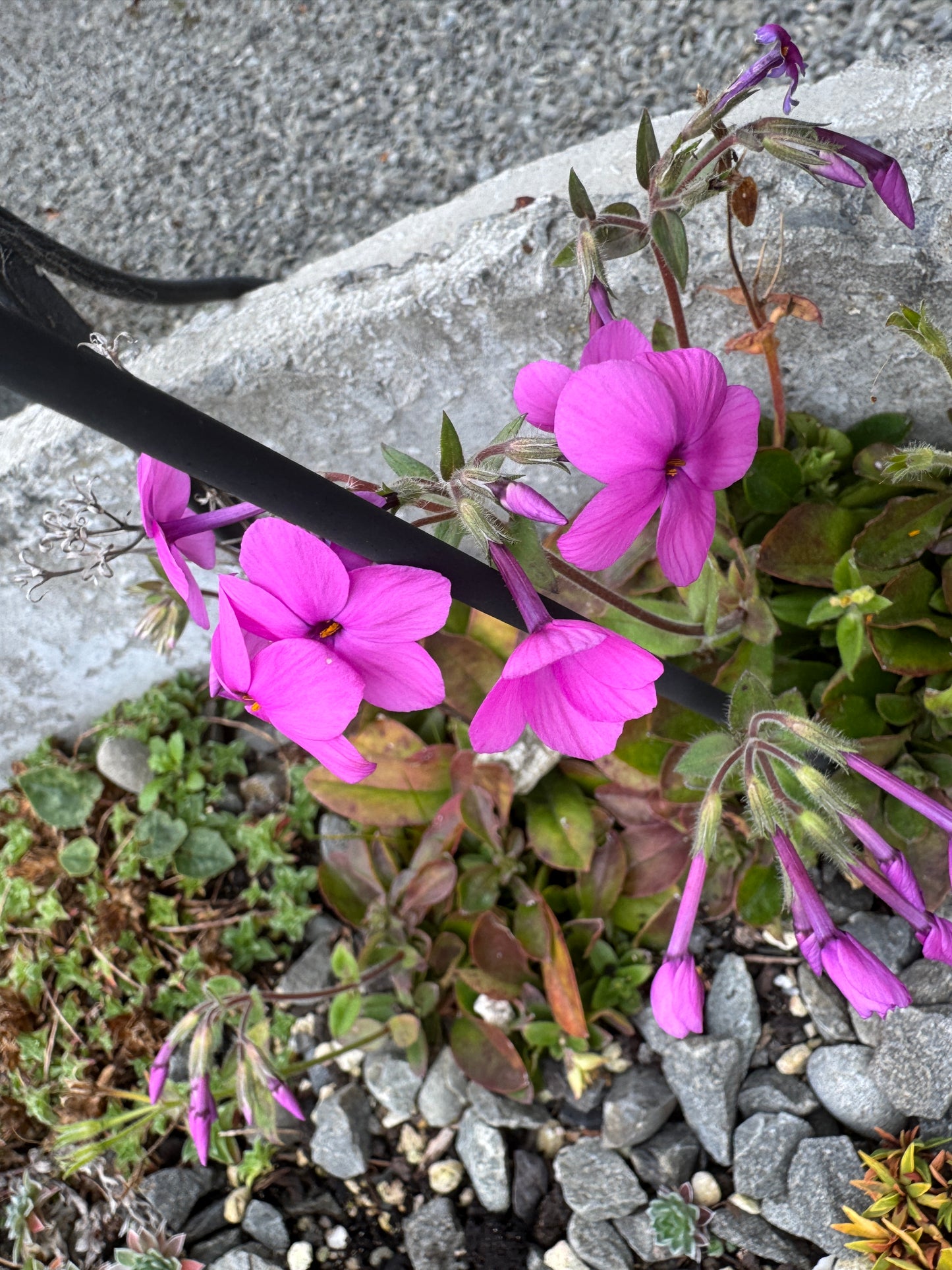Phlox amoena or potentially P. stoloniofera or a hybrid