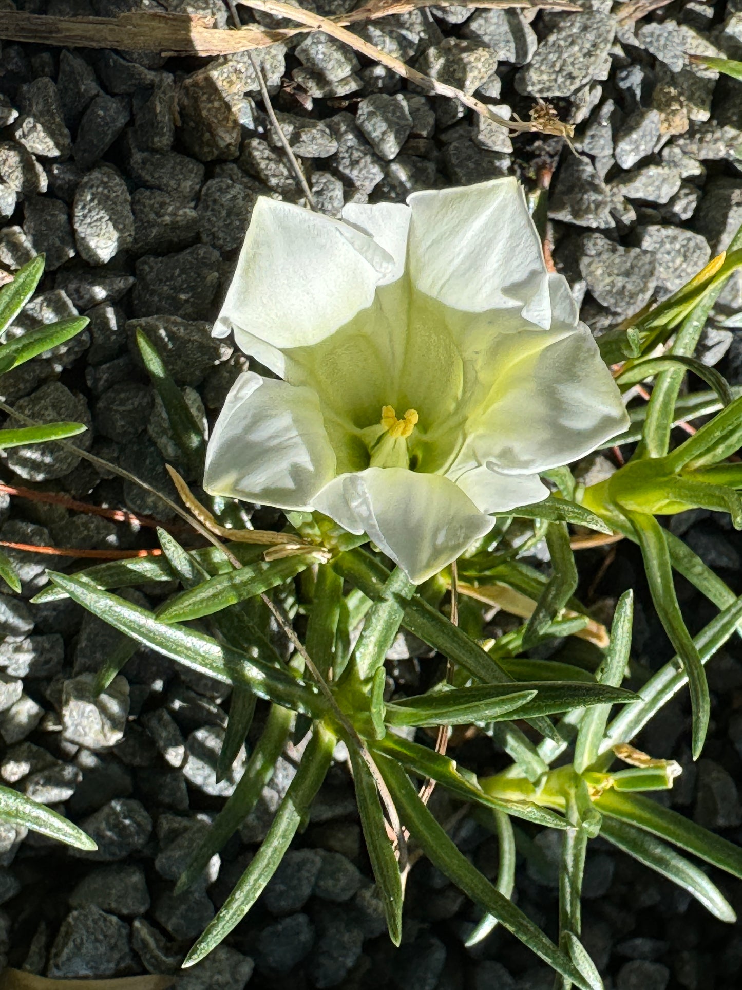 Gentiana asiatic white