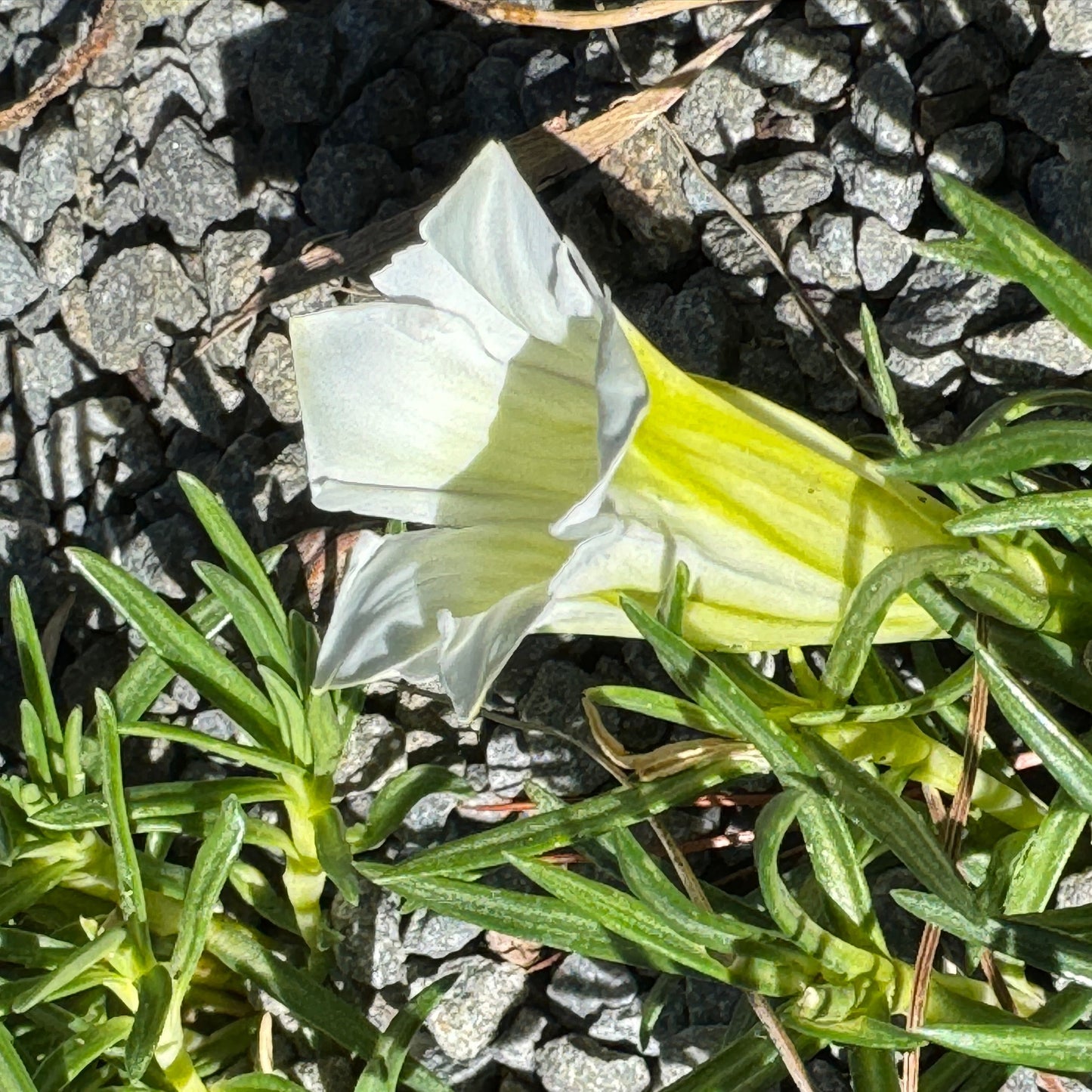 Gentiana asiatic white