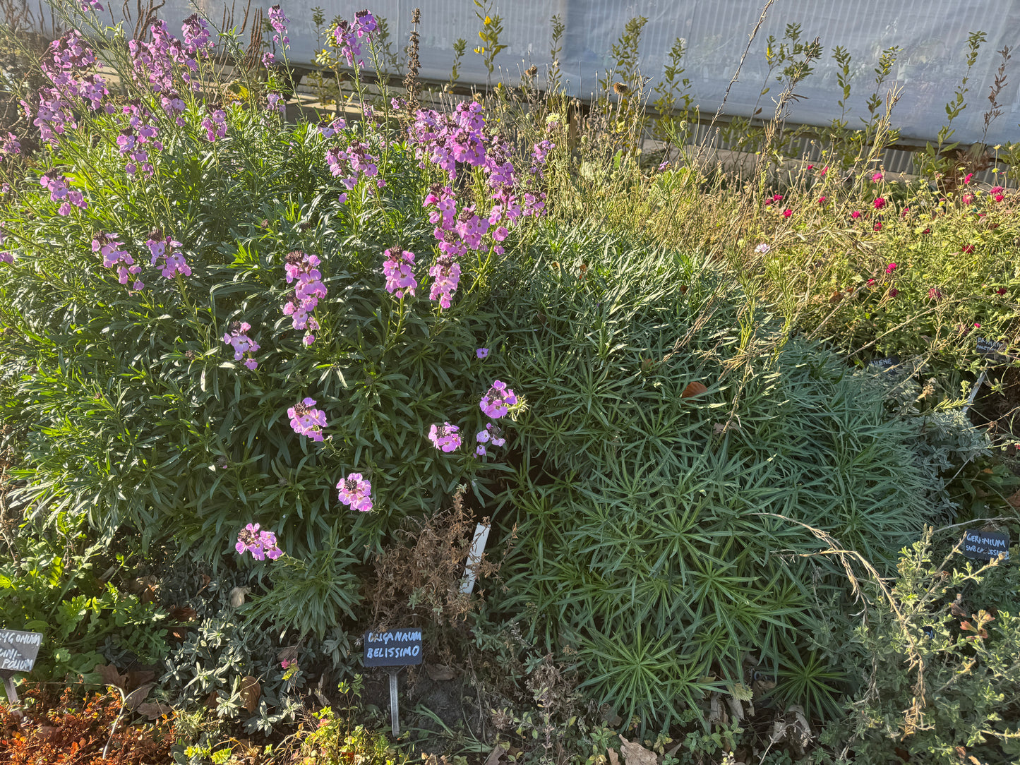Erysimum linifolium  'Lilac Joy' PETITE