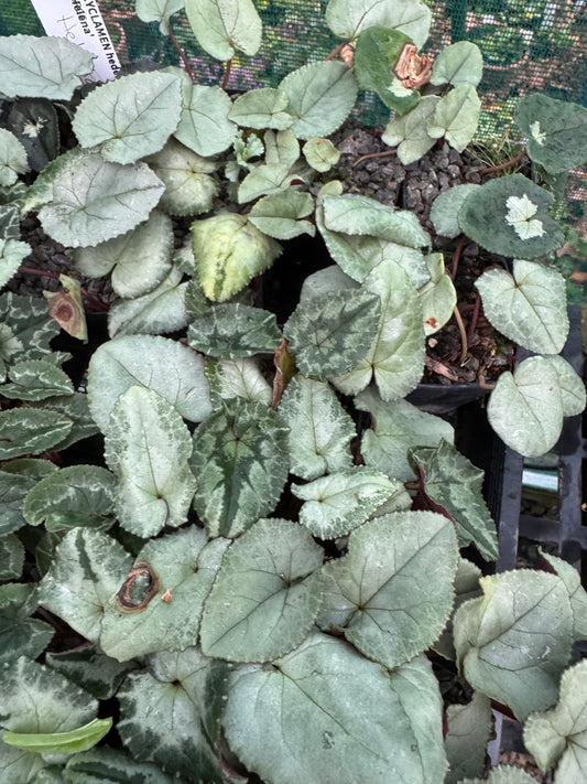 Cyclamen hederifolium silver leaf, mixed colours